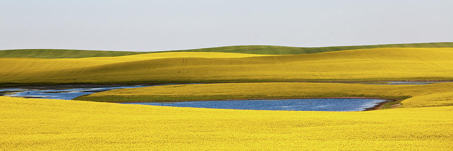 Canola Field #1 Photograph by Imaginegolf