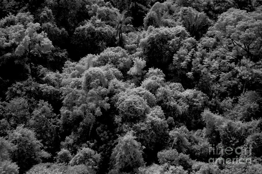 Canopy Of Amazon Rain Forest #1 Photograph by Gregory G. Dimijian, M.D.