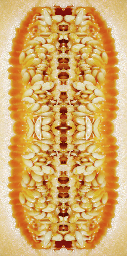 Cantaloupe Seeds Inside A Freshly Cut #1 Photograph by Silvia Otte