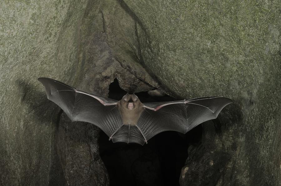 Cantors Roundleaf Bat In Flight #1 Photograph by Fletcher & Baylis