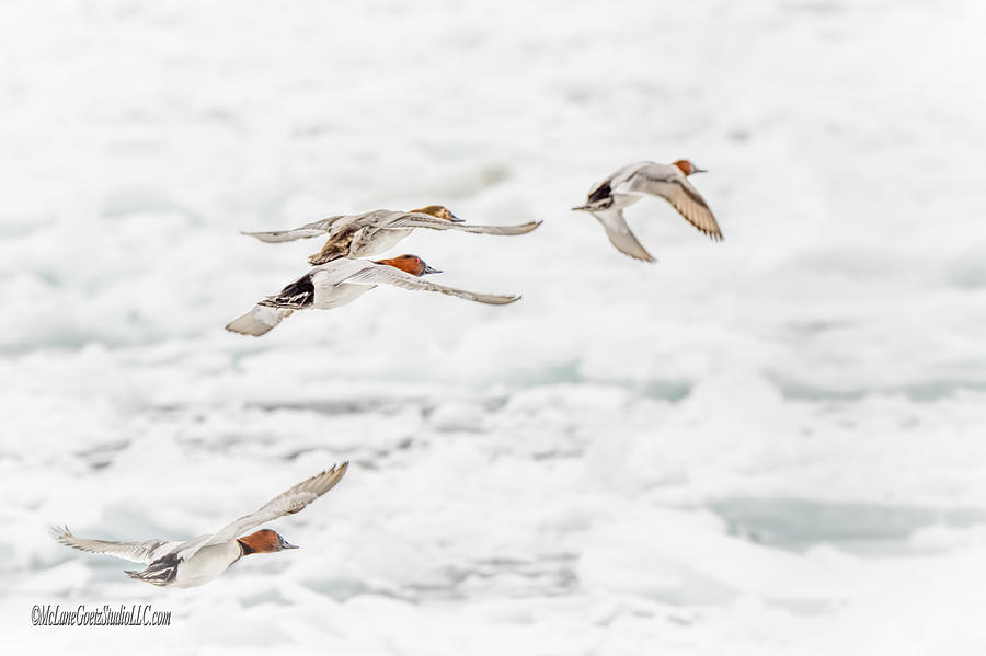 Canvasback Ducks in flight #1 Photograph by LeeAnn McLaneGoetz McLaneGoetzStudioLLCcom