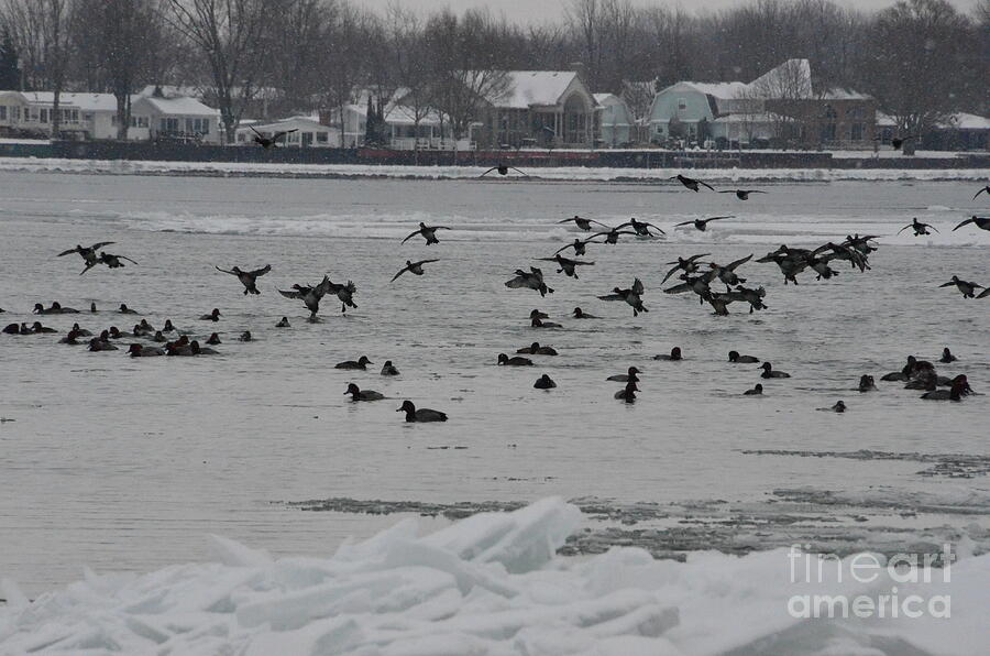 Canvasback ducks landing in water #1 Photograph by Randy J Heath