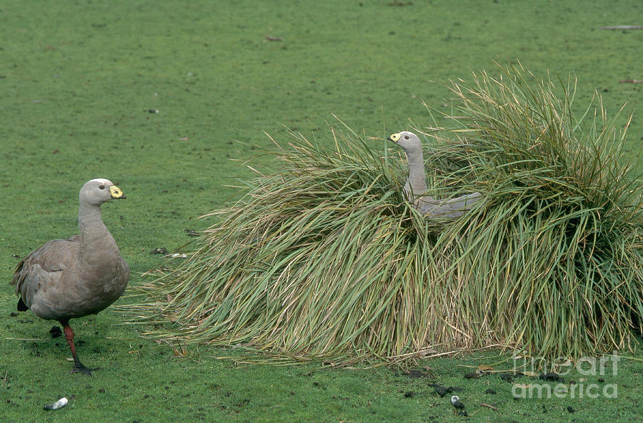 Cape Barren Geese #1 Photograph by Gregory G. Dimijian, M.D.
