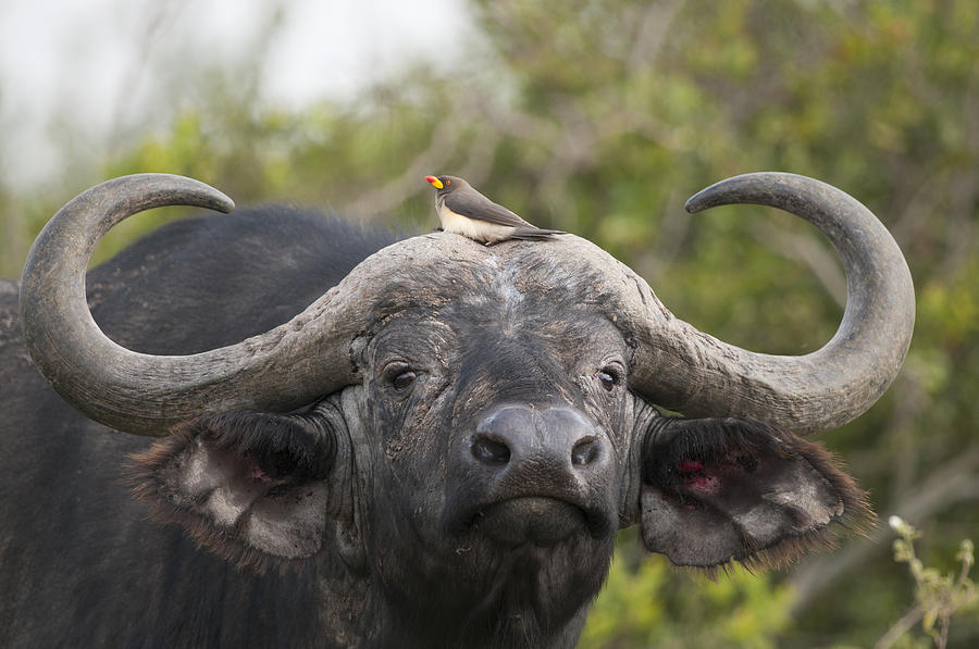 Cape Buffalo And Yellow-billed Oxpecker #1 Photograph by Tui De Roy