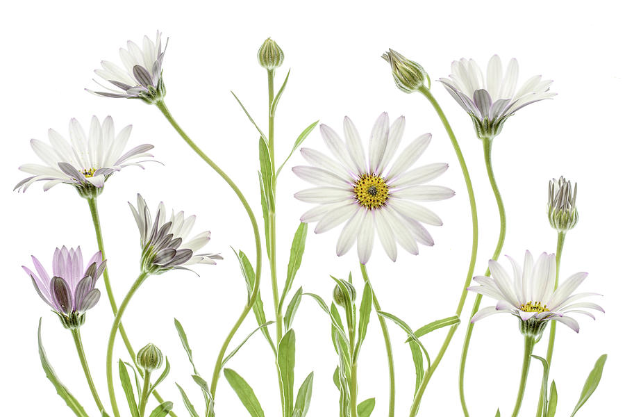 Daisy Photograph - Cape Daisies #1 by Mandy Disher