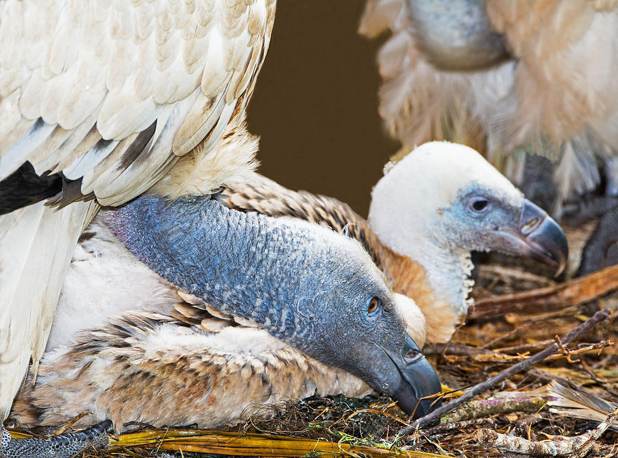 Cape Griffin Vulture Adult And Nestling #1 Photograph by Millard H. Sharp