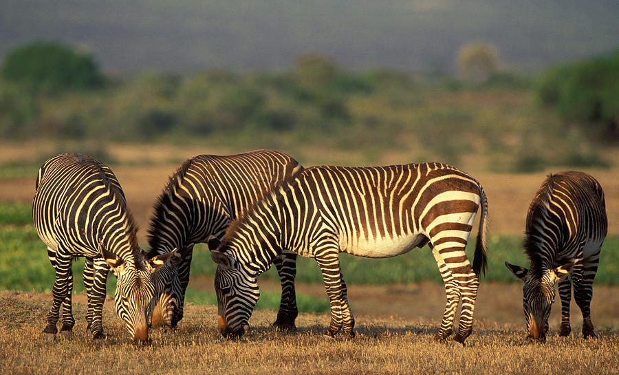 Cape Mountain Zebra #1 Photograph by Nigel Dennis