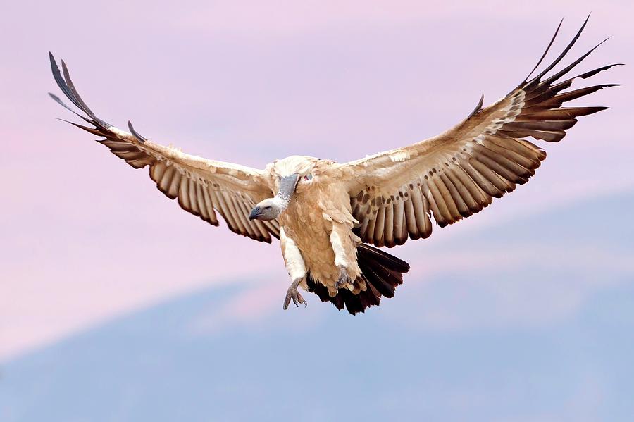 Cape Vulture In Flight Photograph by Bildagentur-online/mcphoto-schaef ...