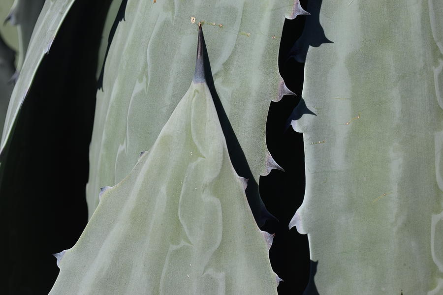 Captiva Aloe #1 Photograph by Curtis Krusie