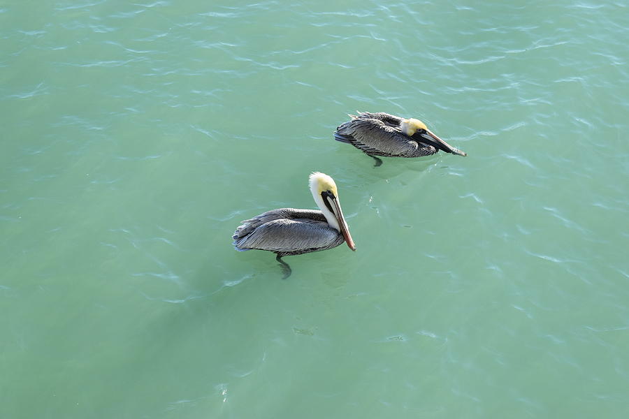Captiva Pelicans #1 Photograph by Curtis Krusie
