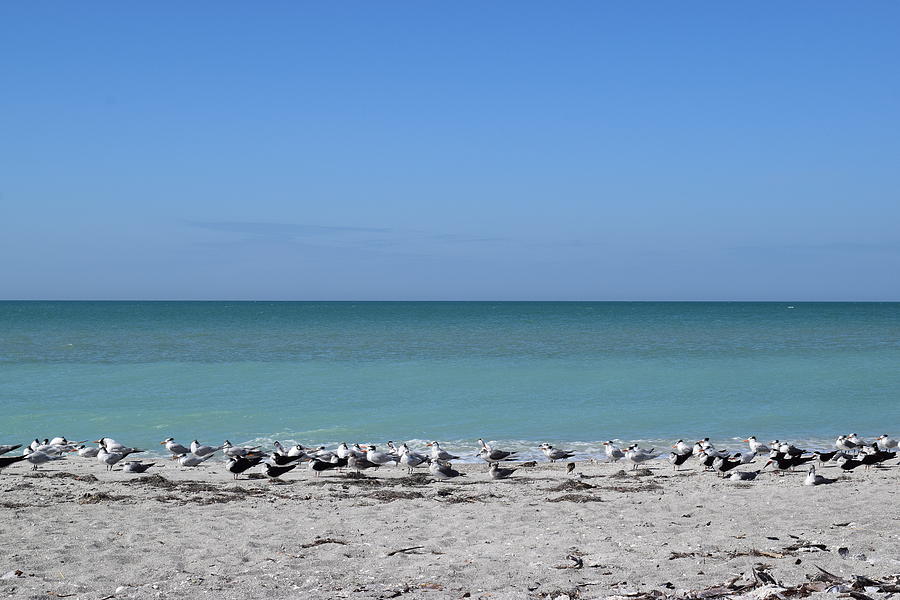 Captiva Terns #1 Photograph by Curtis Krusie