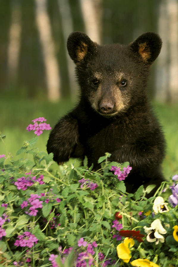 Captive Black Bear Cub Playing In Photograph by Michael DeYoung
