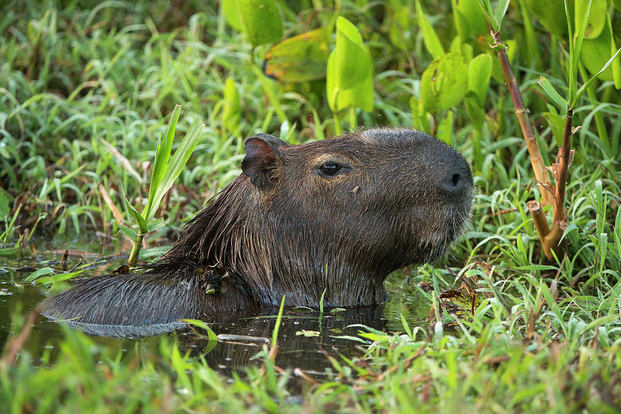 Capybara (hydrochoerus Hydrochaeris Photograph by Pete Oxford