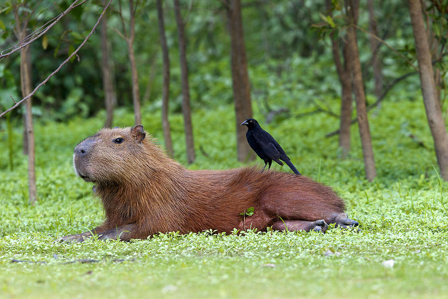 Capybara #1 Photograph by M. Watson