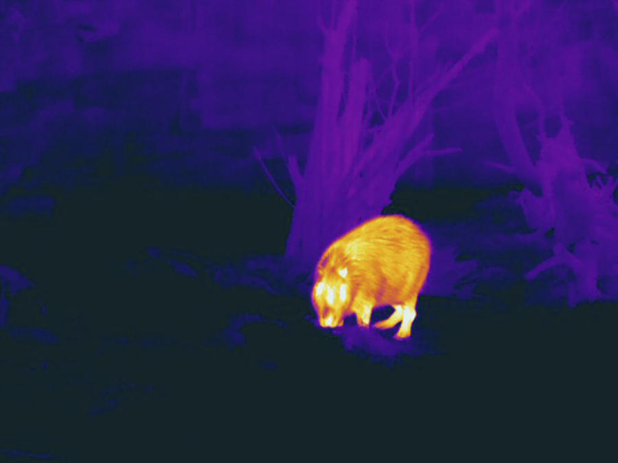 Capybara, Thermogram #1 Photograph by Science Stock Photography