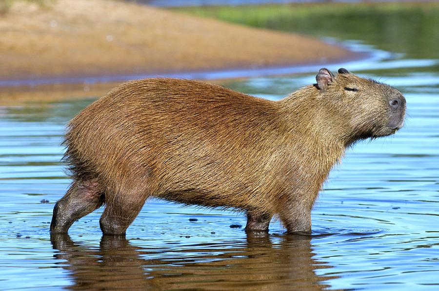 Capybara Photograph by Tony Camacho/science Photo Library - Fine Art ...