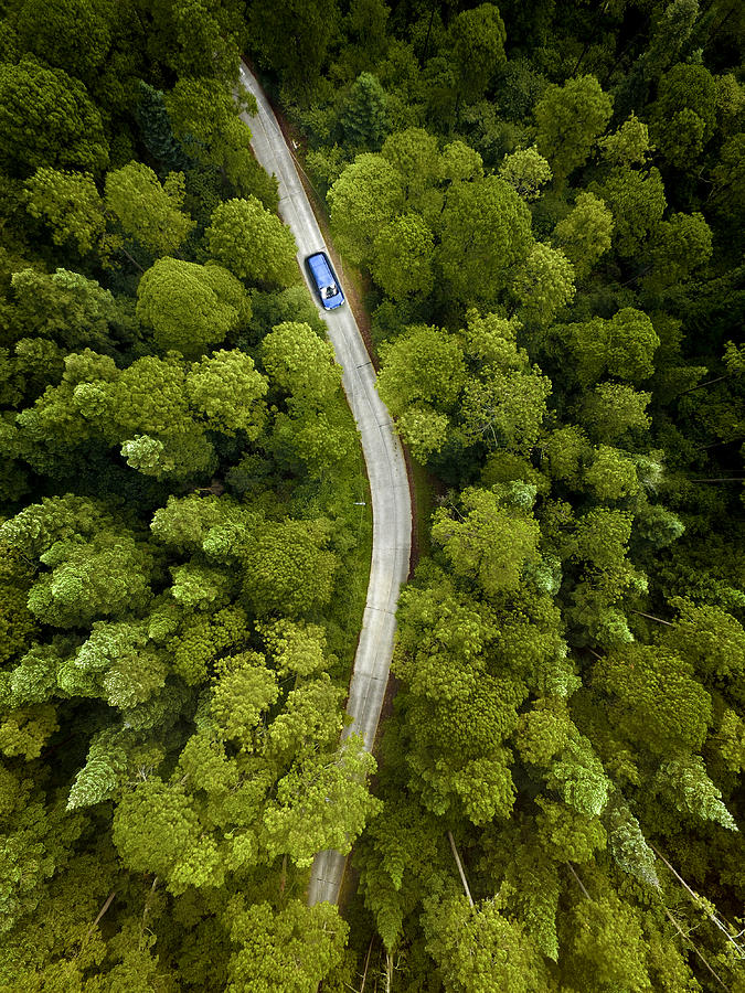 Car on road through a pine forest #1 Photograph by Orbon Alija