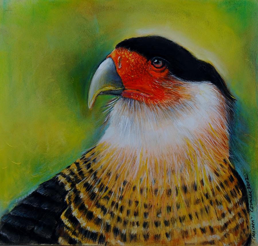 CaraCara Drawing by Jean Cormier