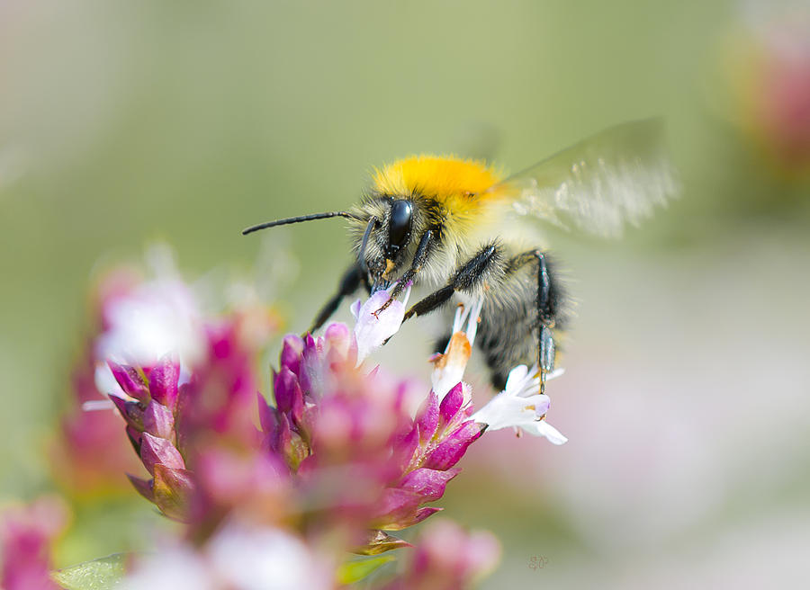 Carder Bee #1 Photograph by Steven Poulton