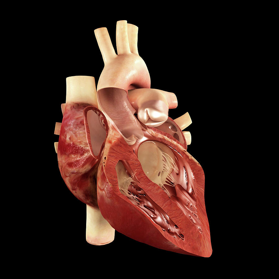 Cardiac Cycle #1 Photograph by Medi-mation/science Photo Library