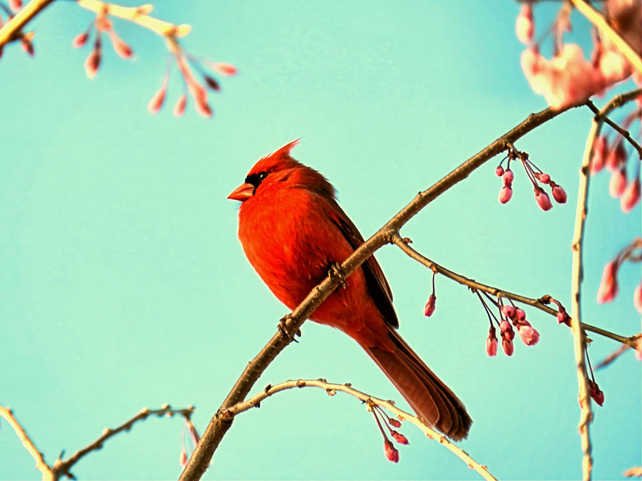 Cardinal and Cherry Blossoms #1 Photograph by Sharon Woerner