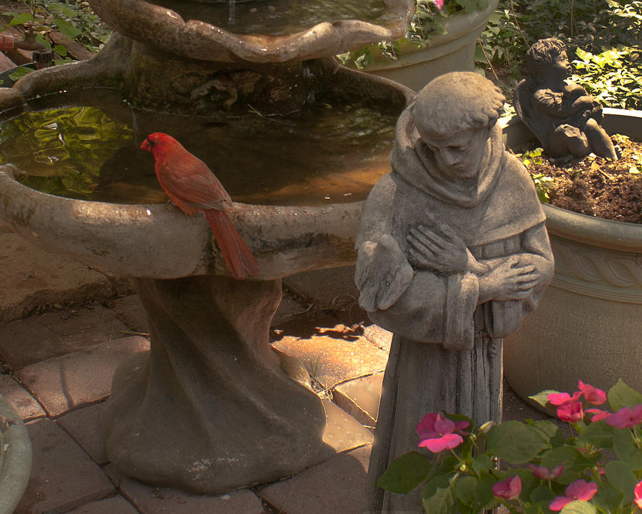 Cardinal Photograph - Cardinal and St. Francis #1 by Don Wolf
