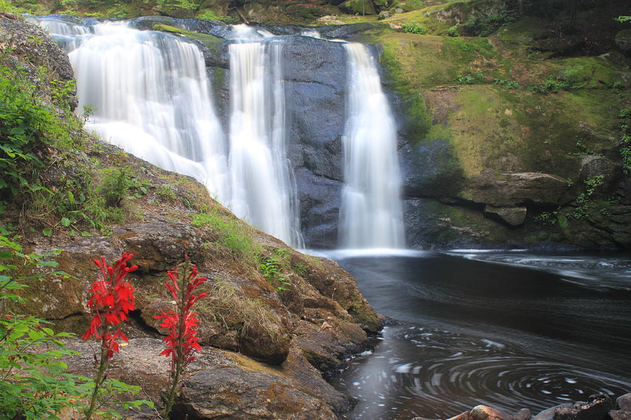 Cardinal Flowers and Waterfall #1 Photograph by John Burk
