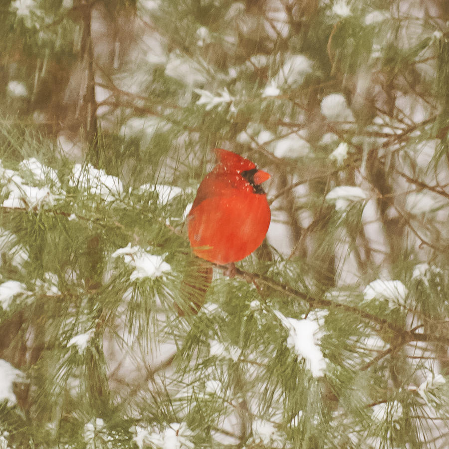 Cardinal in Snow Storm #1 Photograph by Frank Winters