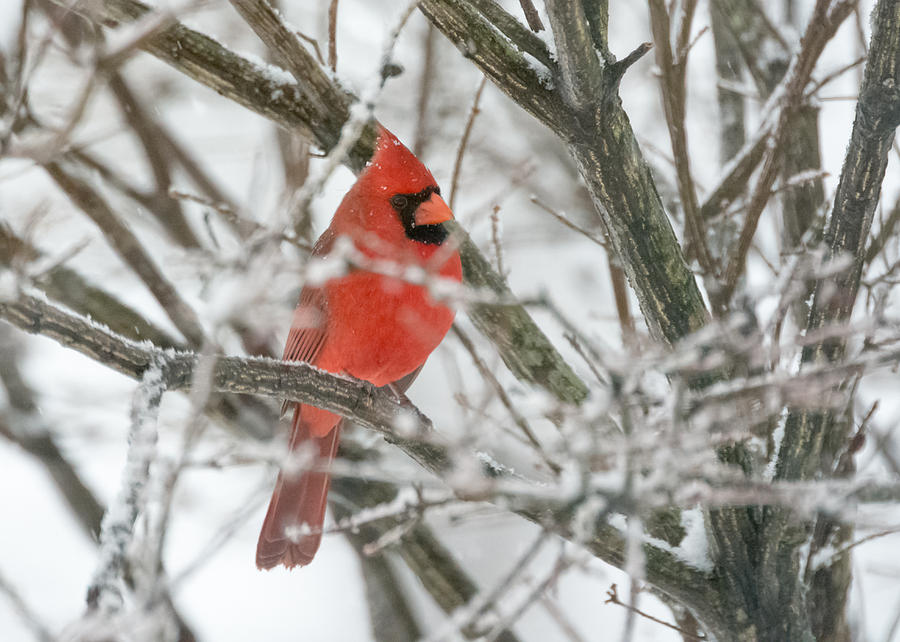 Cardinal in the Snow  Photograph by Holden The Moment