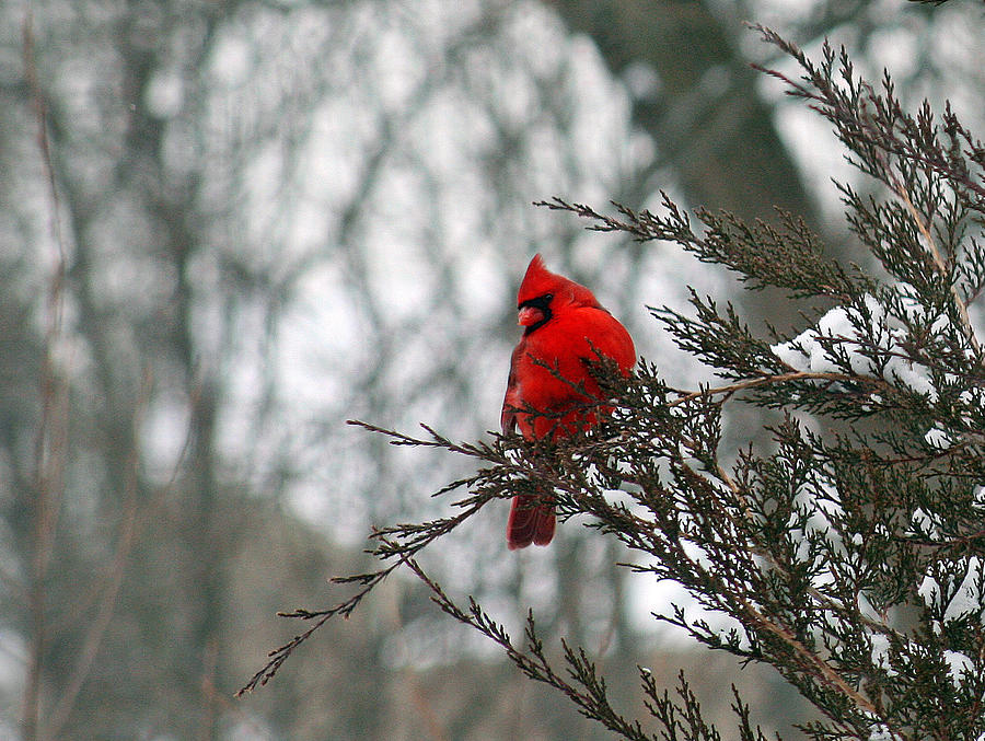 Cardinal in Winter #3 Photograph by Karen Adams