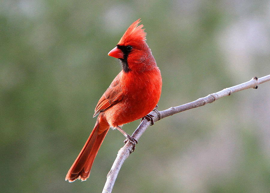 Cardinal #6 Photograph by John Freidenberg