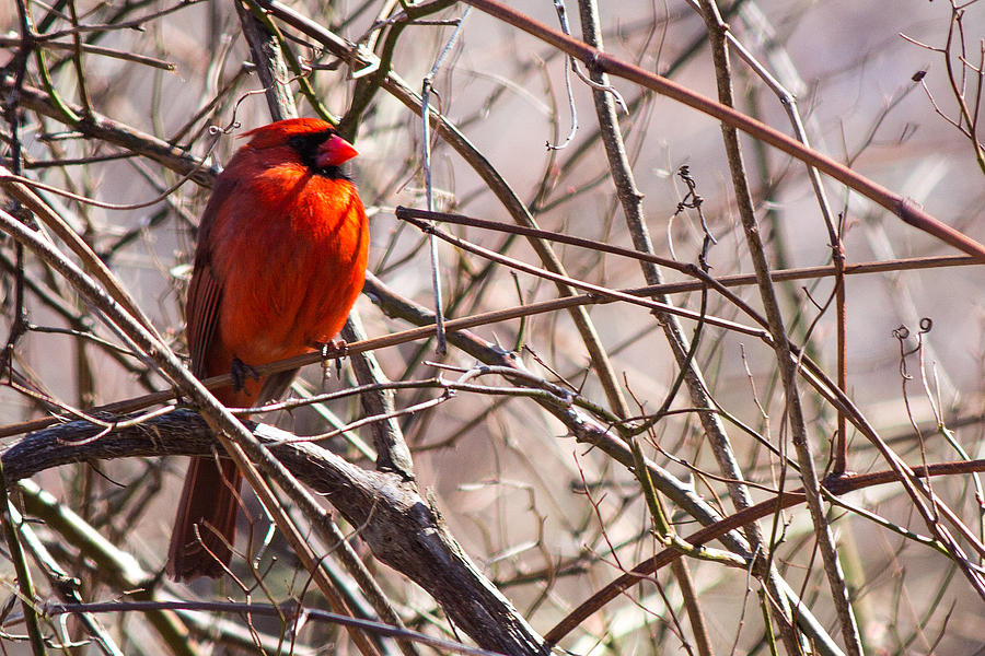 Cardinal Long Island NY #1 Photograph by Susan Jensen