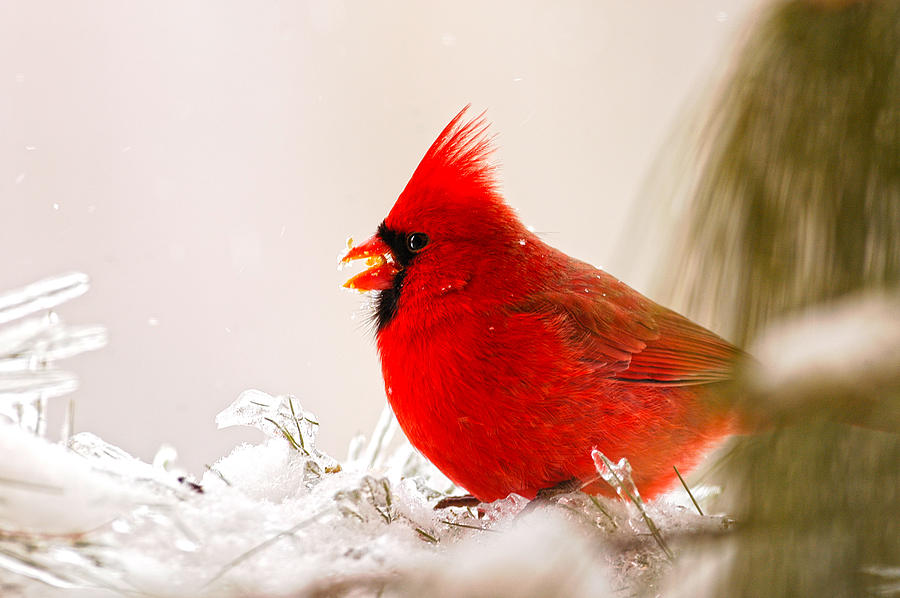 Cardinal winter #1 Photograph by Randall Branham