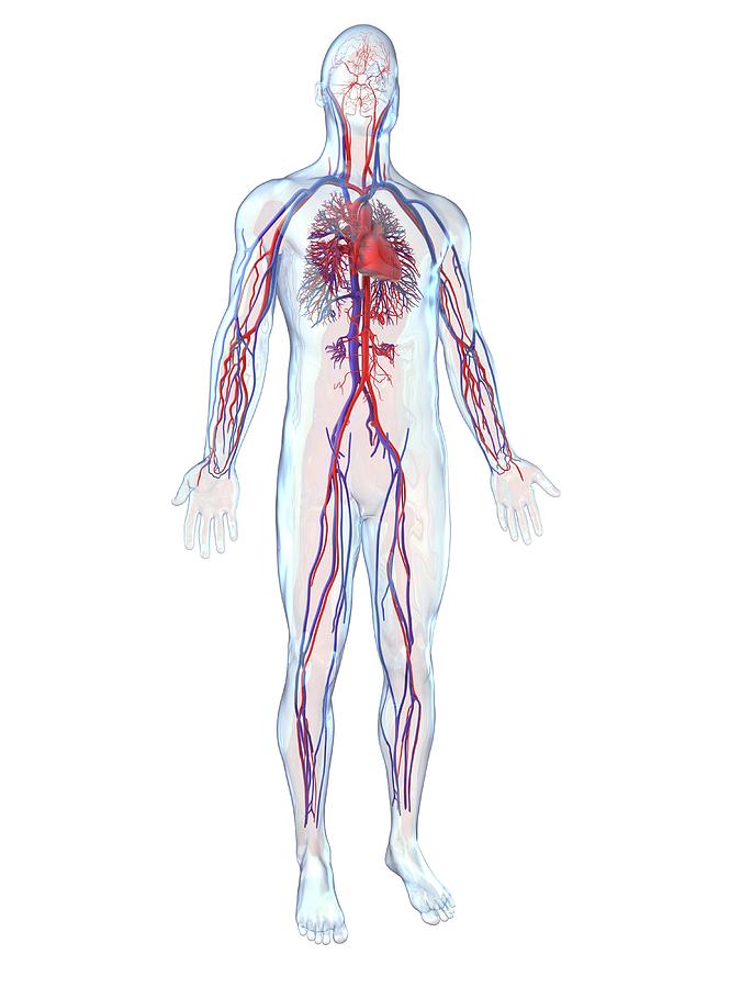 Cardiovascular System Photograph by Alfred Pasieka/science Photo ...