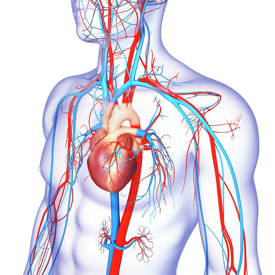 Cardiovascular System #1 Photograph by Pixologicstudio/science Photo ...