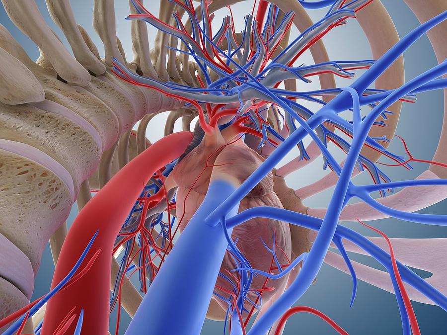 Cardiovascular System Photograph by Springer Medizin/science Photo ...