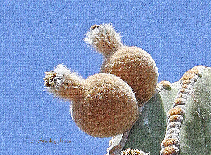 Cardon Cactus Fruit #1 Photograph by Tom Janca