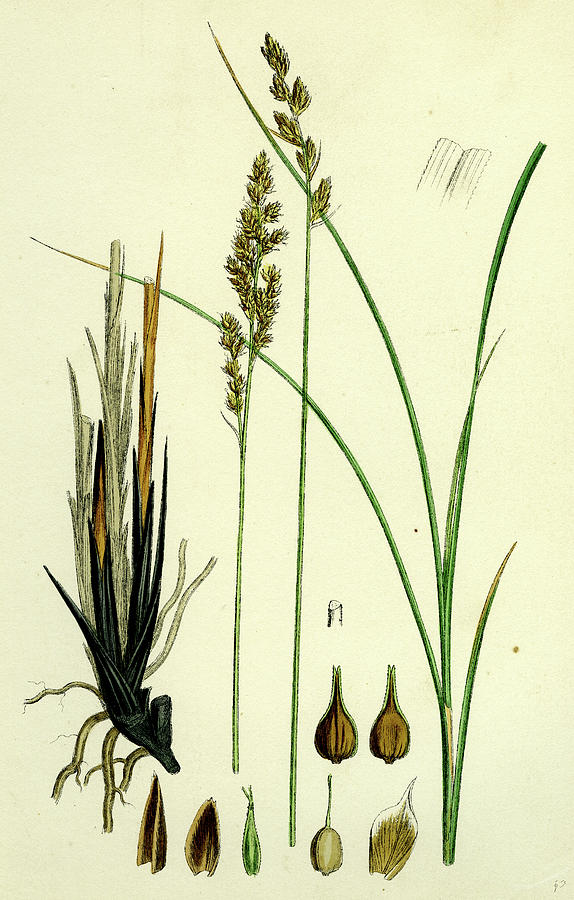 Carex Paradoxa Paradoxical Sedge Drawing by English School | Pixels