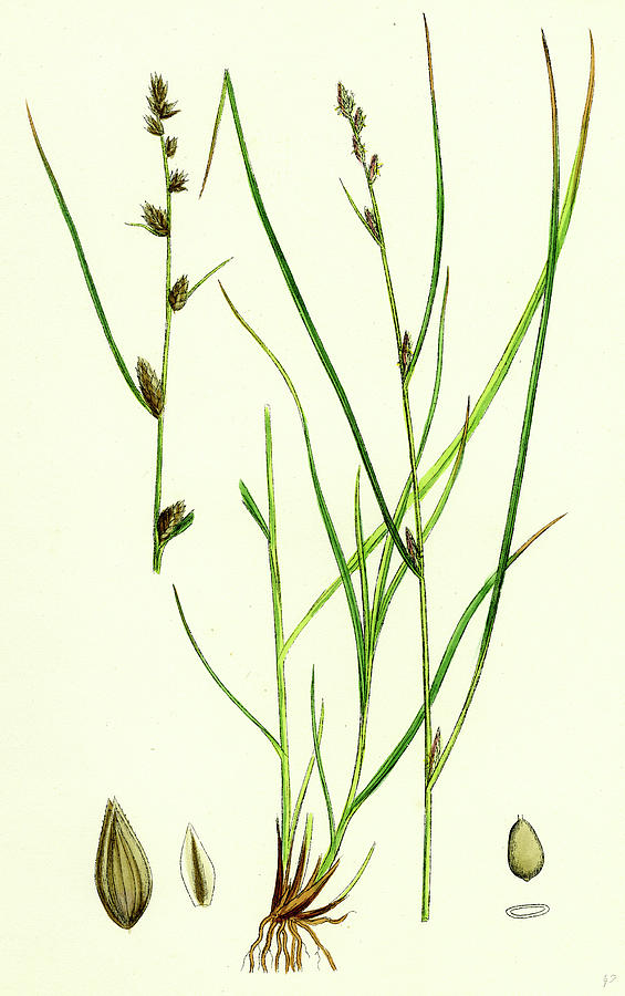 Carex Remota Distant-spiked Sedge Drawing by English School - Fine Art ...