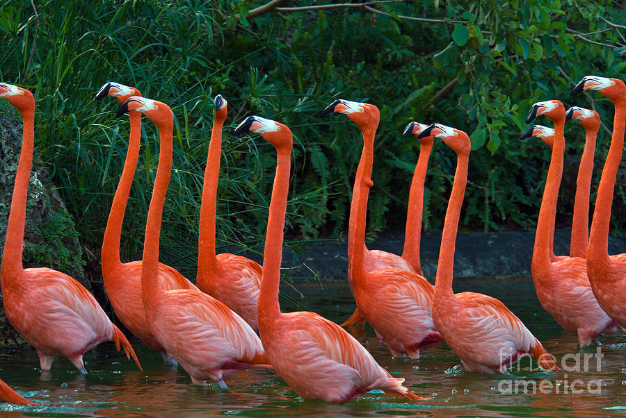 Flamingo Photograph - Caribbean Flamingoes #1 by Mark Newman