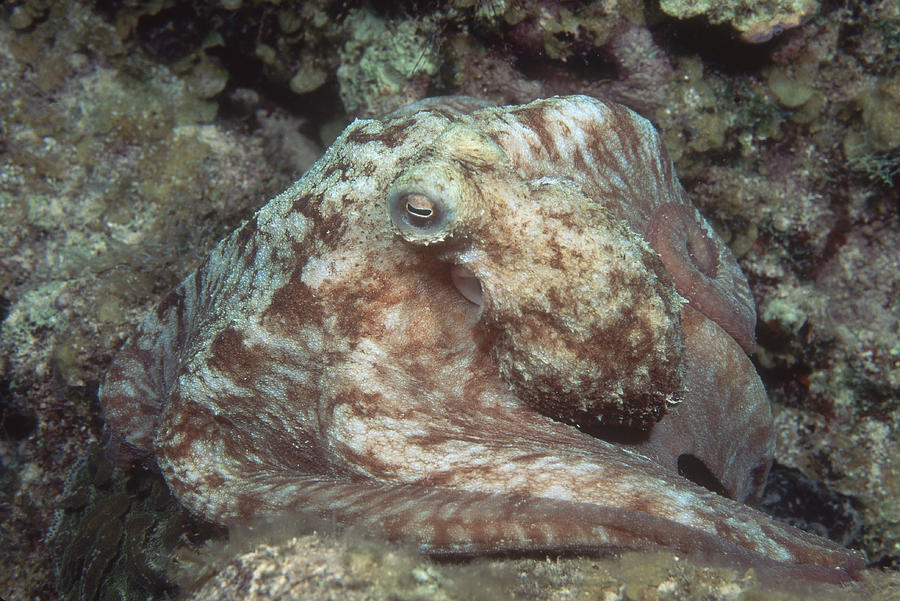 Caribbean Reef Octopus #1 Photograph by Andrew J. Martinez