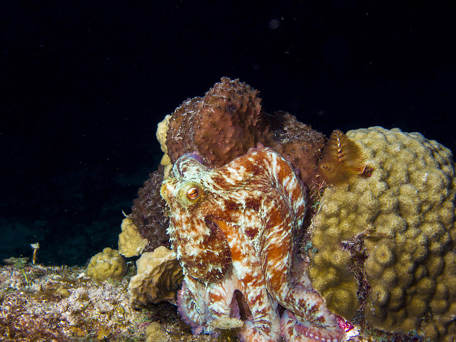 Caribbean Reef Octopus II #1 Photograph by Matt Swinden