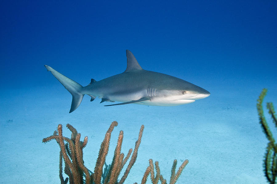 Caribbean Reef Shark #1 Photograph by Andrew J. Martinez