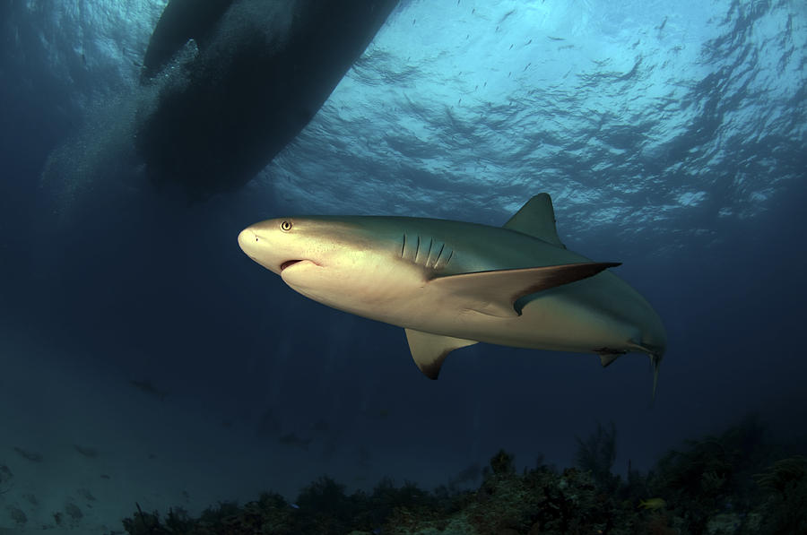 Wildlife Photograph - Caribbean Reef Shark #1 by Greg Amptman