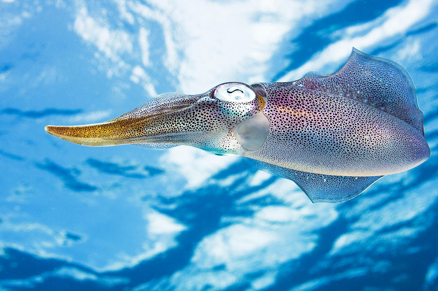 Caribbean, Reef Squid Sepioteuthis #1 Photograph by Dave Fleetham