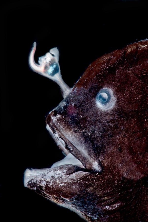 Fish Photograph - Carlsbergs Dreamer Oneirodes Carlsbergi #1 by Dant Fenolio