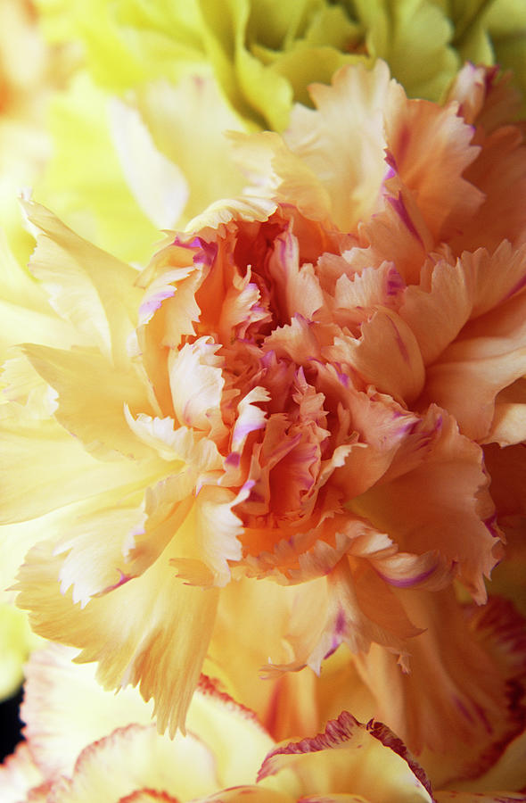 Carnation (dianthus fairy Lights) #1 Photograph by Adrian T Sumner/science Photo Library