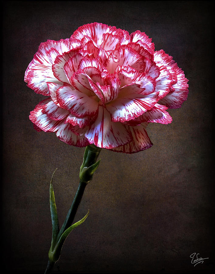 Carnation  #1 Photograph by Endre Balogh