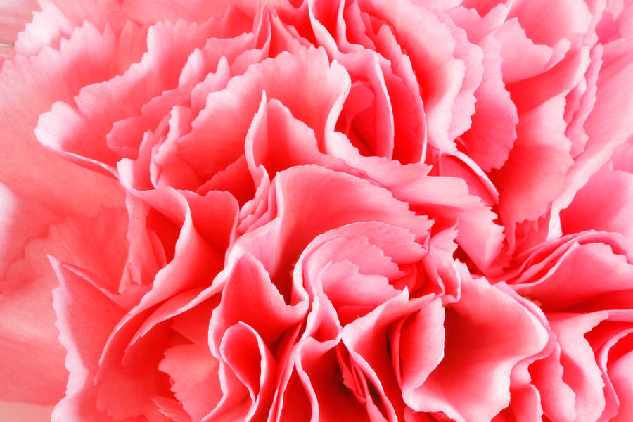 Carnation Flower #1 Photograph by Peter Lakomy