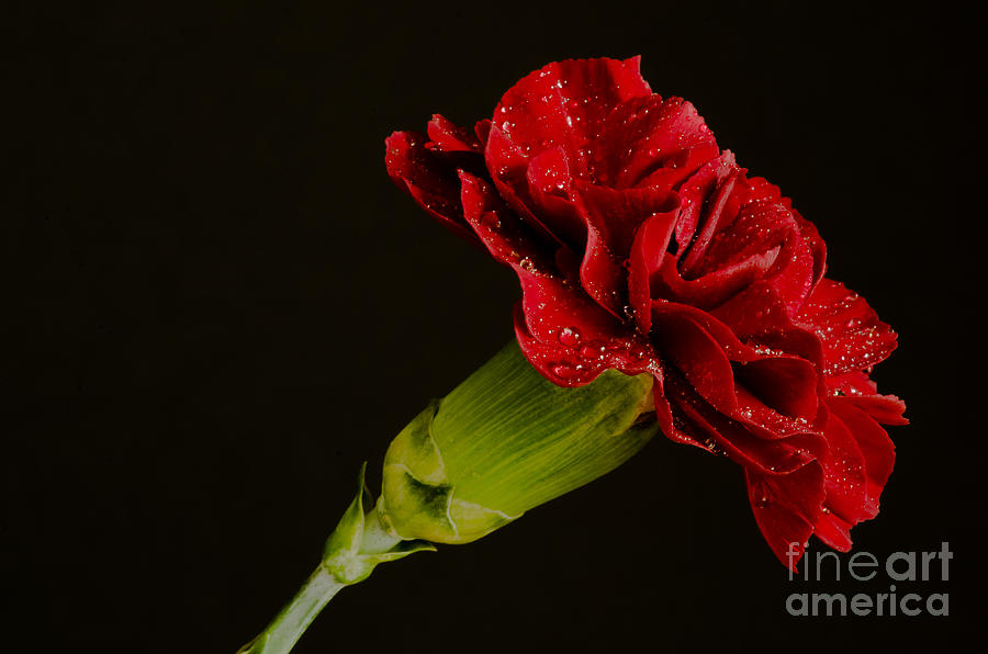 Spring Photograph - Carnation Macro #1 by Nick Boren